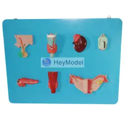 Heymodel человеческой эндокринной Органы модель