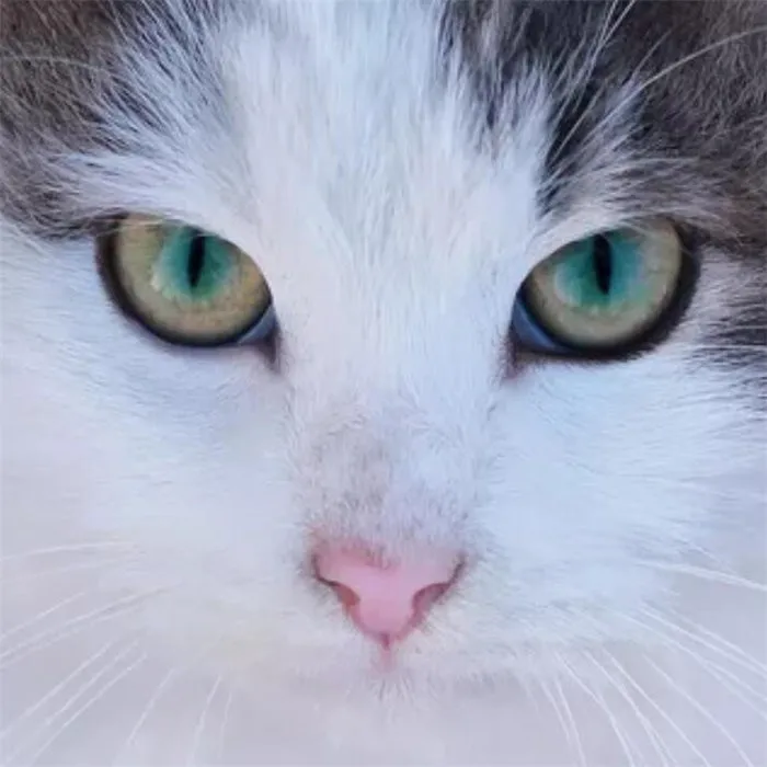 Алмазная вышивка huacan распродажа кошачий глаз 5D Вышивка крестиком Алмазная картина животные со стразами квадратная полная Алмазная мозаика - Цвет: Y5577