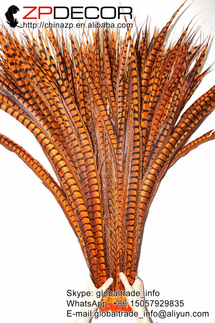 orange dyed lady amherst pheasant feathers  (49)