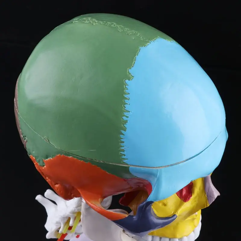Анатомия человека анатомическая модель скелета с цветными костями шейного позвонка скульптура медицинские принадлежности