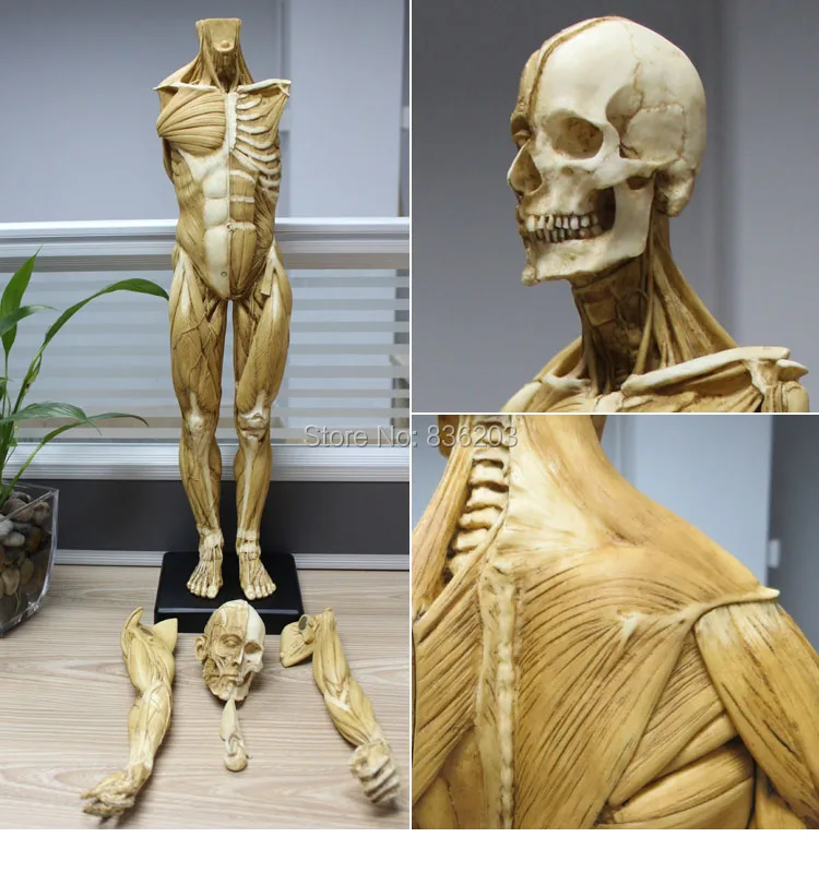 60 см человеческий мужской смоляной череп анатомическая модель скелета для протезирования зубов телесных мышц Анатомия поверхностных мышц