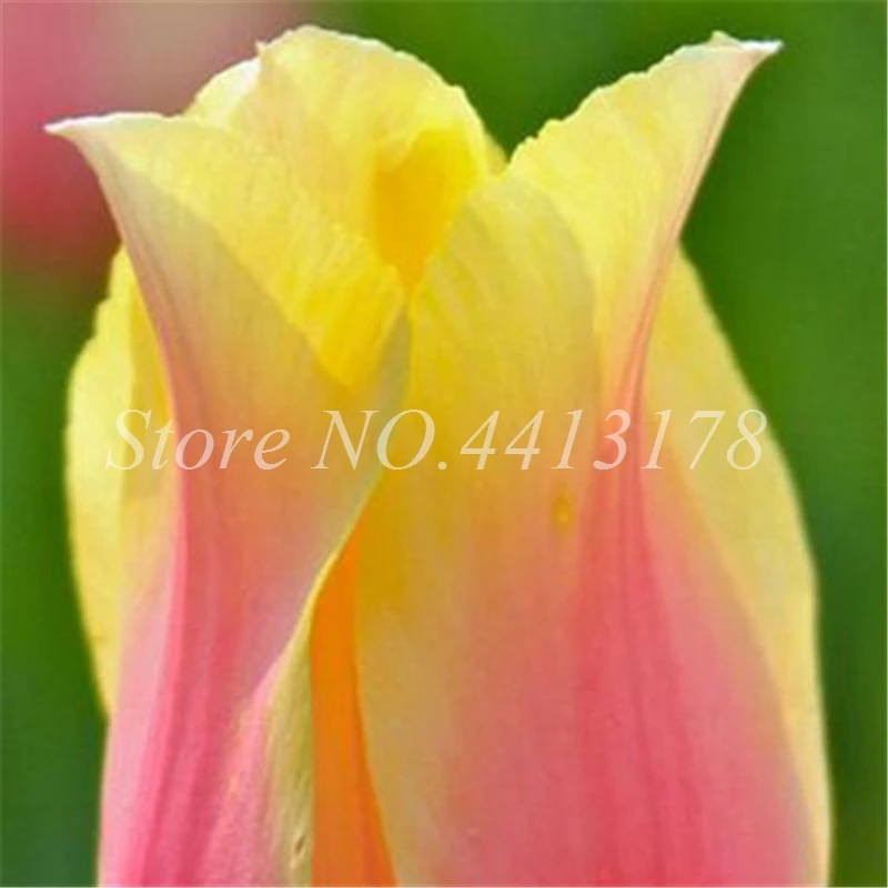 Bonsai 100 Pcs Bonsai Tulip (Not Tulip Bulbs)24 Varieties Rainbow Tulip High-Grade Flower Potted Plant Most Beautiful * Colorful Bonsai 100 Pcs Bonsai Tulip (Not Tulip Bulbs)24 Varieties Rainbow Tulip High-Grade Flower Potted Plant Most Beautiful * Colorful