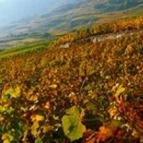 Vineyards and village in autumn  Valais Canton  Switzerland Poster Print (30 x 12)