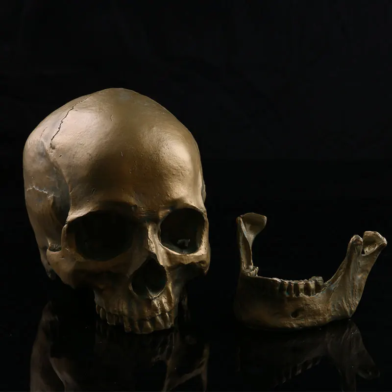 medical study skeleton skull specimen resin crafts halloween gift indoor home decorations furnishings model skull152 - Halloween Skeleton Head medical study skeleton skull specimen resin crafts halloween gift indoor home decorations furnishings model skull152 - Halloween Skeleton Head