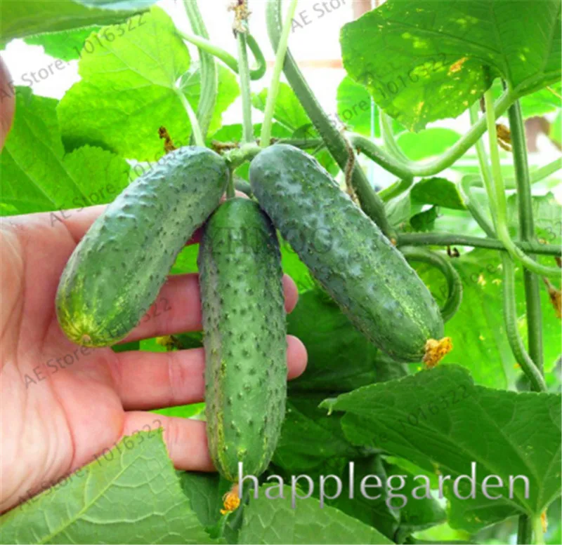 

100pcs/bag Green Cucumber bonsai mini Japanese Cucumber bonsai In Bonsai Delicious Vegetable And Fruit bonsai For Home Garden
