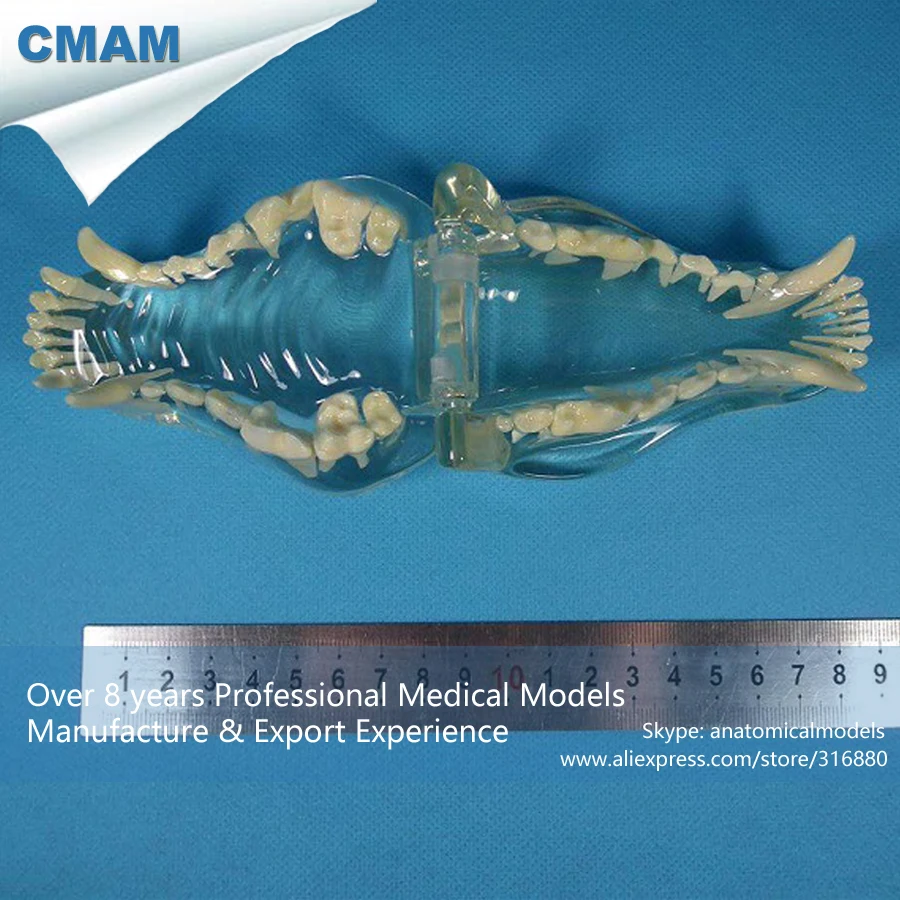 

CMAM-A21 Anatomical Transparent Dog Teeth Roots Model - Medical Veterinary Anatomy, Animal Skeleton Model