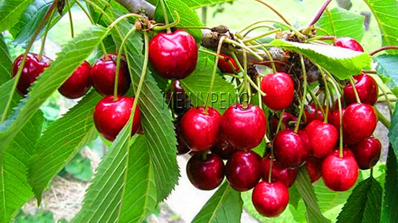 New Arrival!4 kind fruit,bonsai fruit tree bonsai,vegetable and fruit garden plant Delicious apple orange kiwi cherry total New Arrival!4 kind fruit,bonsai fruit tree bonsai,vegetable and fruit garden plant Delicious apple orange kiwi cherry total