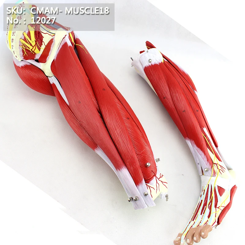 CMAM/12027 Muscle, Lower limb, 23 parts, Plastic Human Body Muscle Teaching Anatomical Modelin