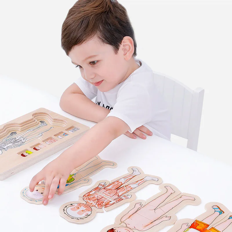 

Wooden Multi-layer Puzzle Human Body Structure Puzzle Kids Early Educational Wooden jigsaw Toys Baby Toys YH-17