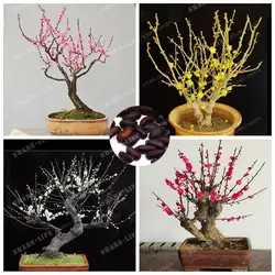 5 шт/лот Wintersweet Bonsai Chimonanthus ароматы Praecox Листопадный куст редкий бонсай дерево бонсай домашний сад DIY завод