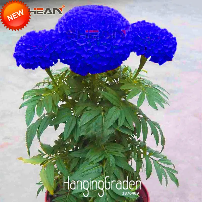 

Hot Sale!Blue Maidenhair Flower plant Potted Herb Garden Marigold Chrysanthemum Bonsai flores 50 Pcs/Package,#5VZBXD