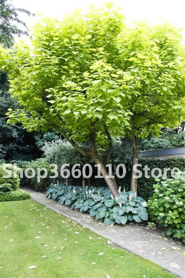 50pcs Exotic Bonsai Tree Catalpa Planta Japan Heirloom Nature Potted