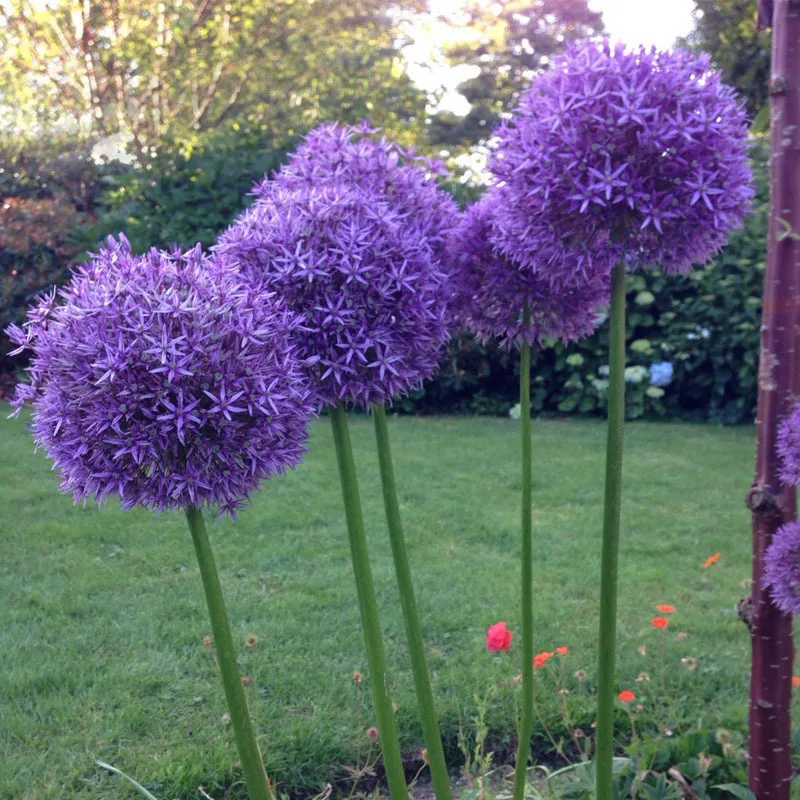 30 pcs Purple Giant Onion Seeds Balcony Potted Allium Seeds Perennial