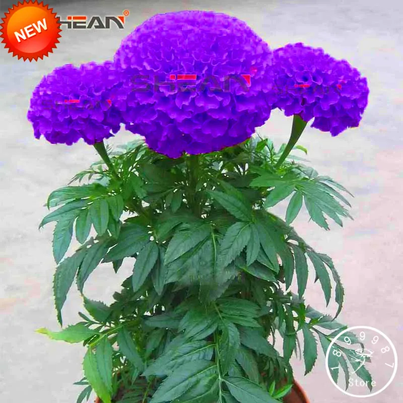

Loss Promotion!Purple Maidenhair Flower Plants Potted Herb Garden Marigold Chrysanthemum Bonsai Plantas 50 Pcs/lot,#WJATHP