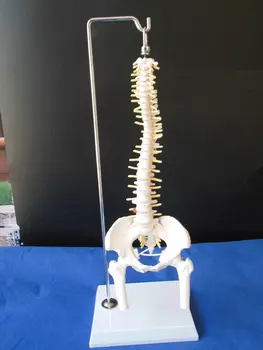 

45cm Human Spine skeleton model Cervical Lumbar Vertebra Spine Skeleton Model