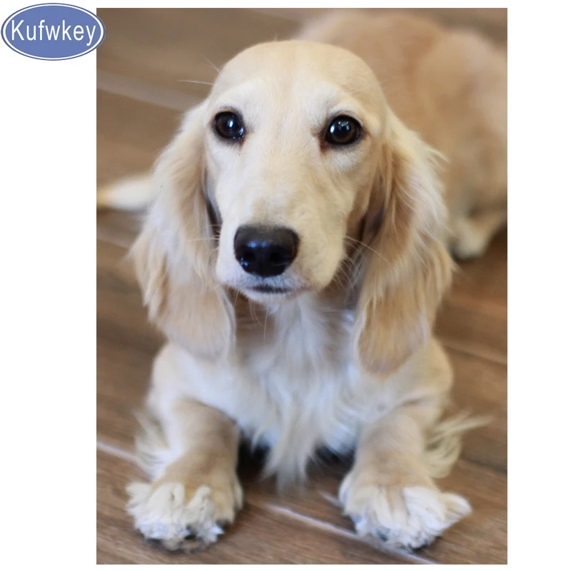 5D алмазная живопись английский крем Dachshunds собака сделай сам вышивка животные