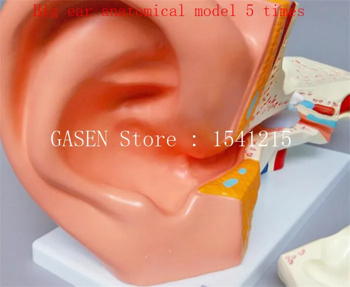Человеческая анатомическая модель уха внутренняя структура уха слуховая система принцип прослушивания обучающая модель большая анатомическая модель уха 5
