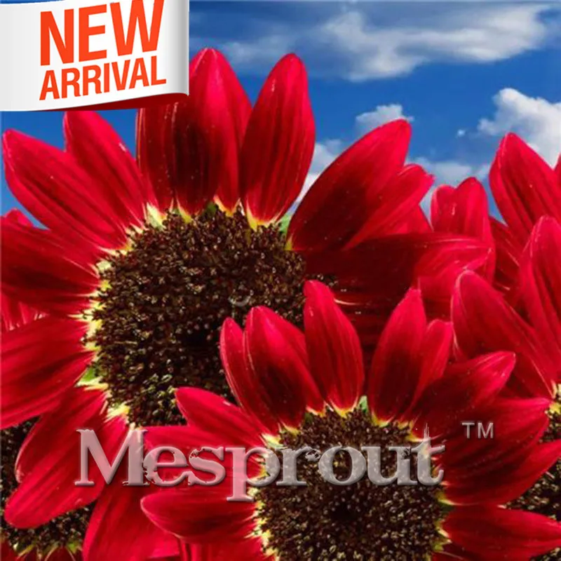 

20 PCS Rare Red Sunflower Bonsai Organic Red Fortune Helianthus Annuus Bonsai for Gardening Ornamental Flowers