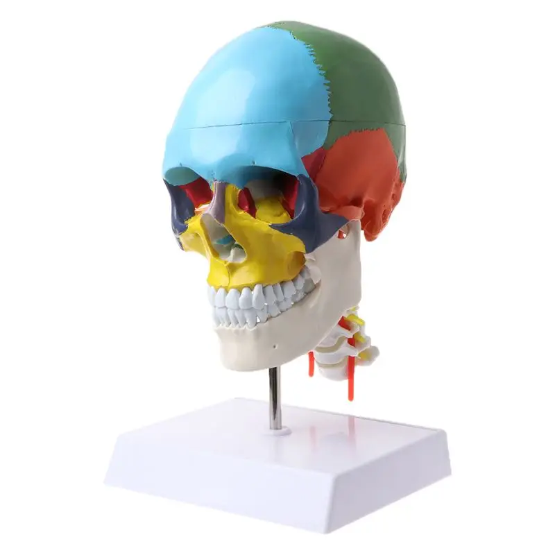 

Human Anatomy Skeleton Anatomical Model with Colored Bones Cervical Vertebra Sculpture Medical Supplies