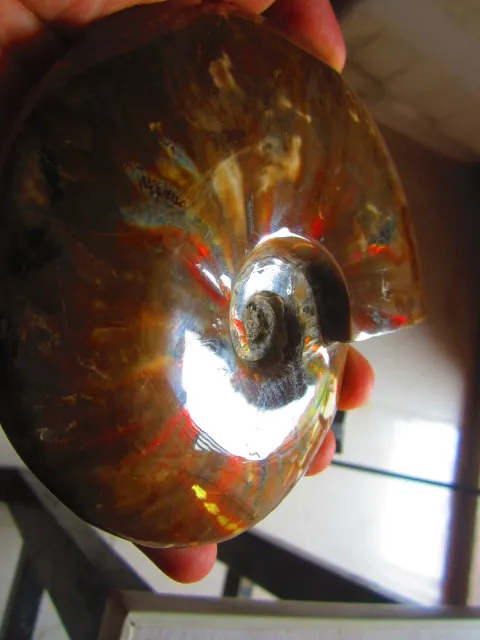 Special Price 529g(1.16 lb) Iridescent Ammonite Ammolite Specimen Fossil Madagascar BFB554