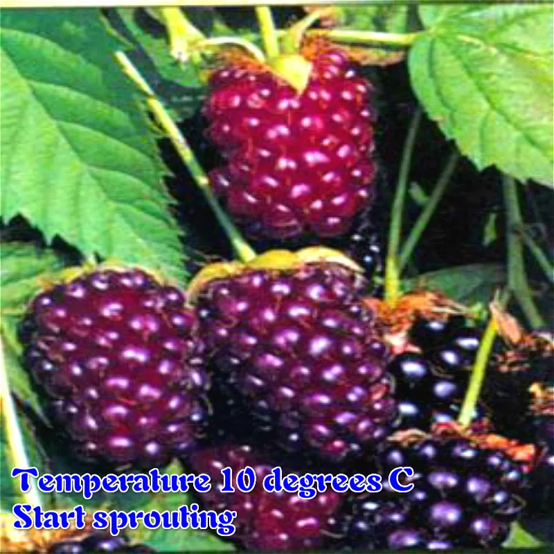200pcs Raspberry Seeds Best Seeds Online Free Shipping Worldwide