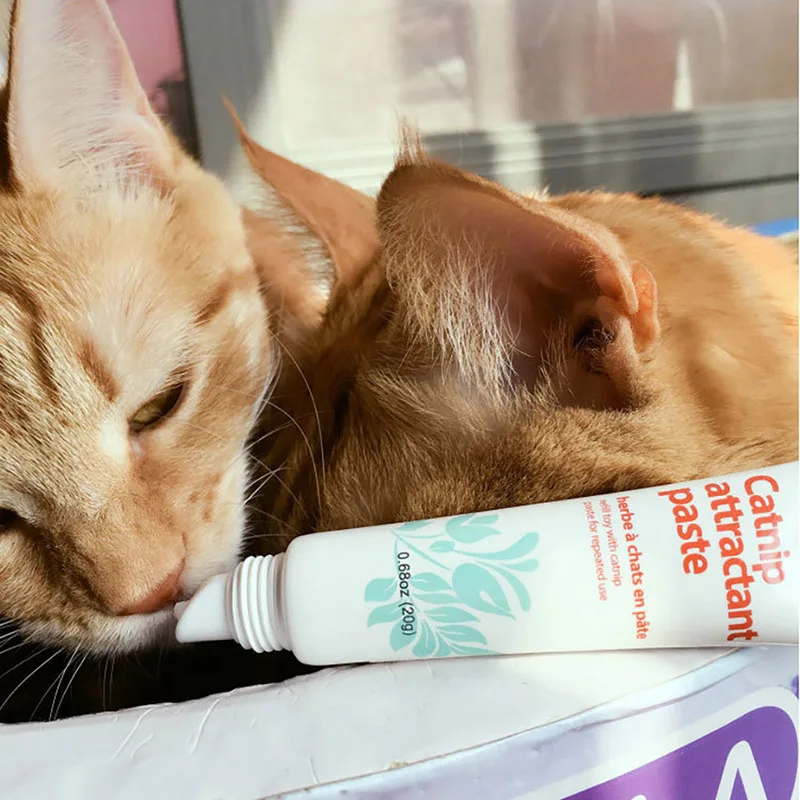 Pet Cat Natural Catnip Treat Ball Favor Chasing Toys Scratching Toy For