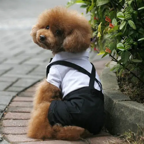 Online Buy Wholesale Dog Wedding Outfits From China Dog Wedding Cute Pets Clothes Pet Dog Puppy Clothes Tuxedo Bowtie Shirt Suit Wedding Groom Outfit S/ - Online Buy Wholesale Dog Wedding Outfits From China Dog Wedding