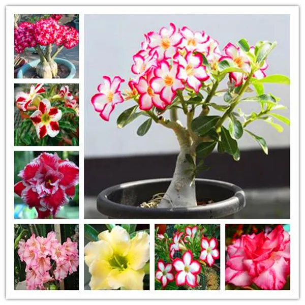 20 pcs 100% True Desert Rose plants Exotic Adenium Obesum plants Flower Bonsai plants Air Purification Home Garden Potted Flower 20 pcs 100% True Desert Rose plants Exotic Adenium Obesum plants Flower Bonsai plants Air Purification Home Garden Potted Flower