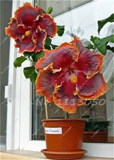 100 Pcs Hibiscus Tree Seed Chinese Flower Seeds 100 Pcs Hibiscus Tree Seed Chinese Flower Seeds Indoor Bonsai Plant Easy To Grow Garden In From Home On