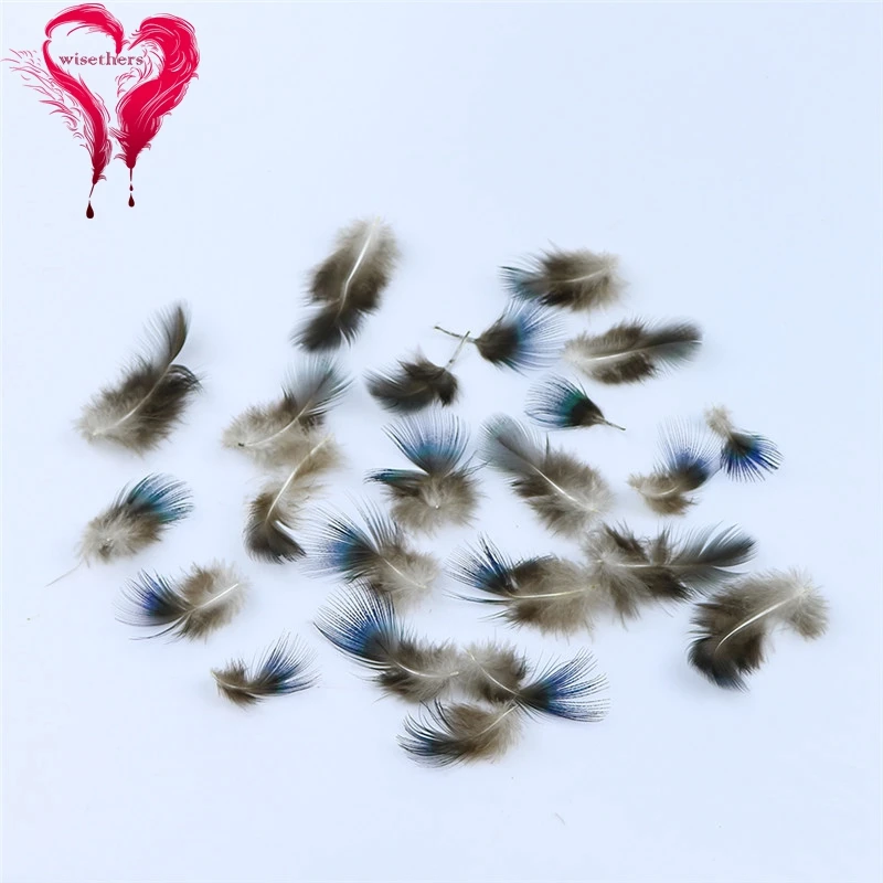 peafowl feather 2