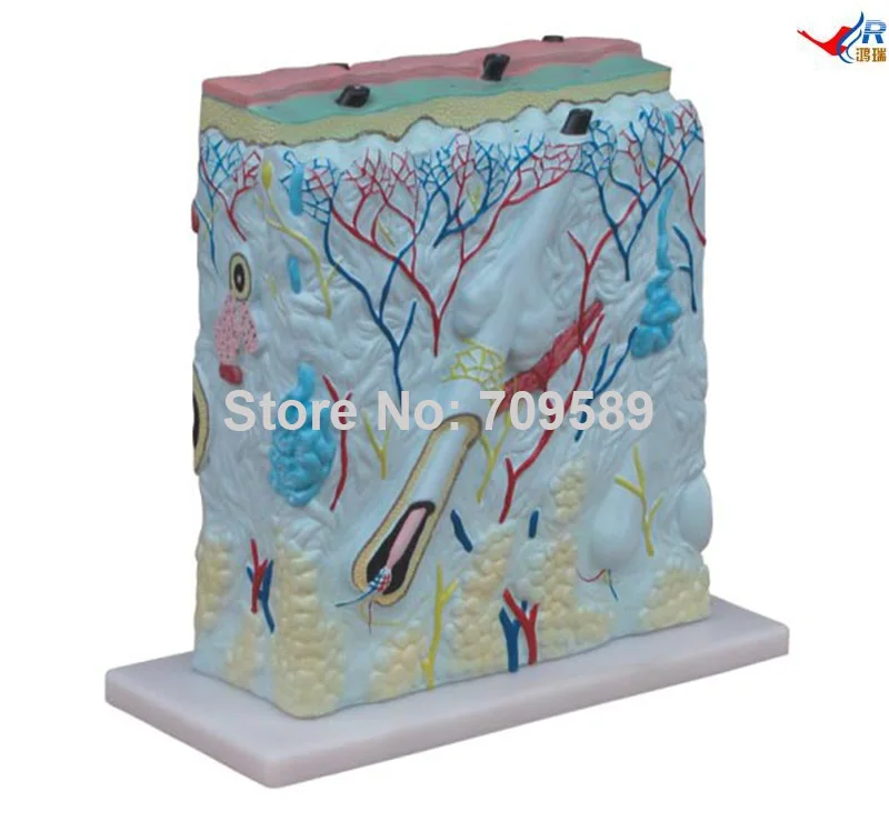 

Enlarged Skin Model