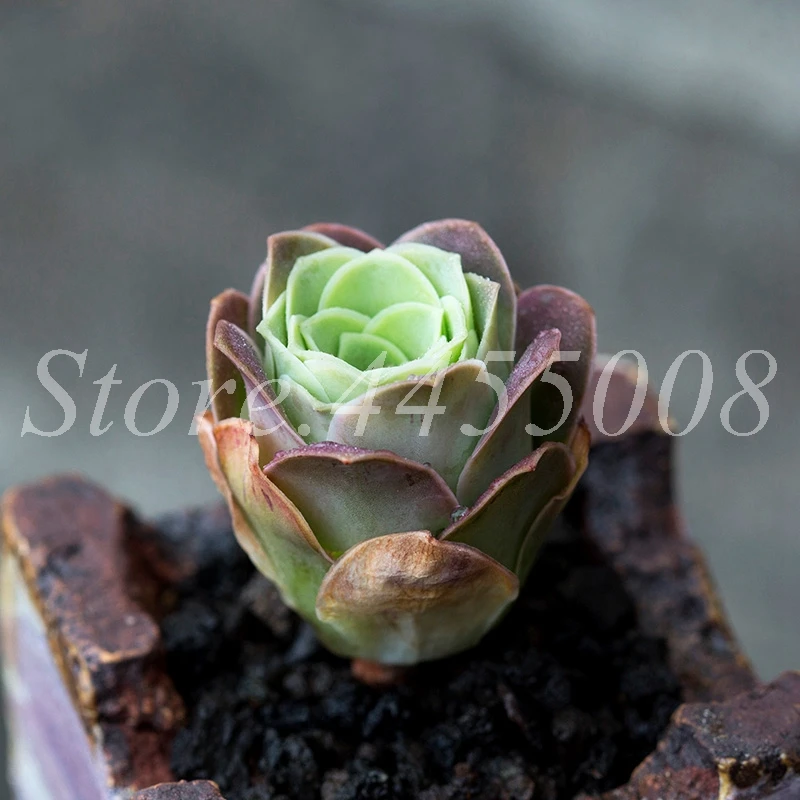 100 Pcs The Mountain Rose Red Rose Garden Greenovia Flower Indoor Succulent Plant Meaty Plant Flore Bonsai Potted Planting