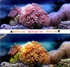 EKEN H9 Red Diving Filter for h9 h9r h8r v8s h3r w9s w9 Camera Waterproof Case Red Filter Lens Cap For EKEN camera Accessories ► Photo 3/6