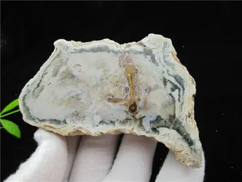 

Natural Wood Root Fossil Crystal Stone Rock Stone Healing Rock Gemstone Specimen Mineral Gem For