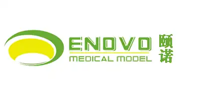 ENOVO