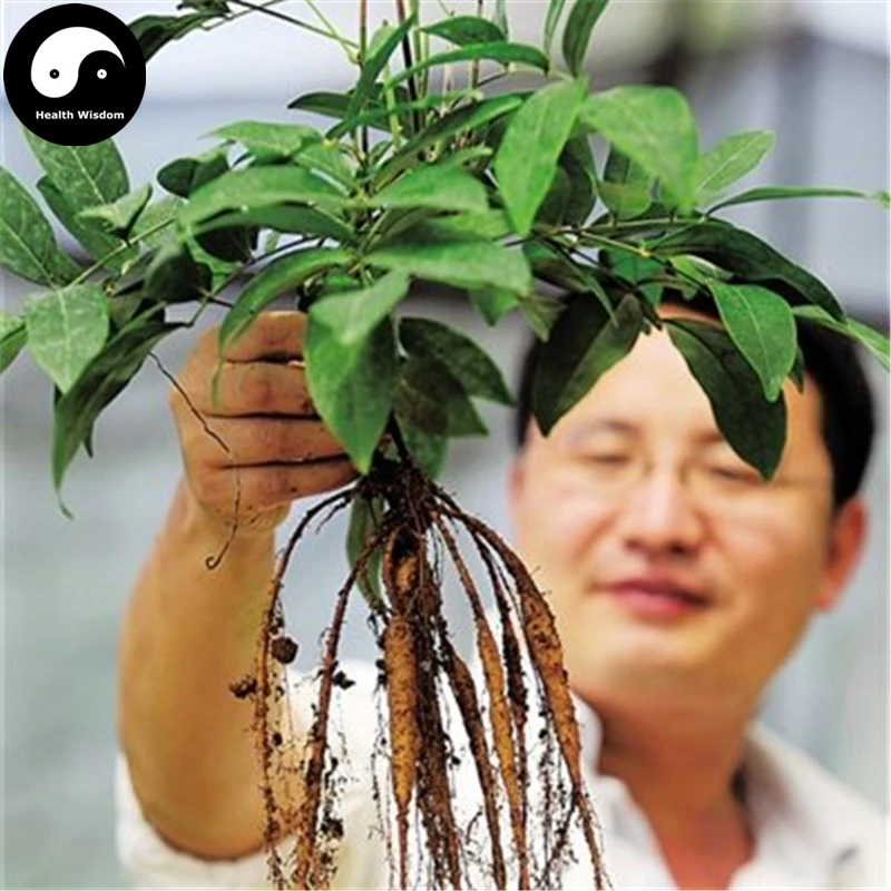 Buy Millettia Specisoa Semente 240pcs Plant Millettia Specisoa Champ For Niu Da Li Buy Millettia Specisoa Semente 240pcs Plant Millettia Specisoa Champ For Niu Da Li