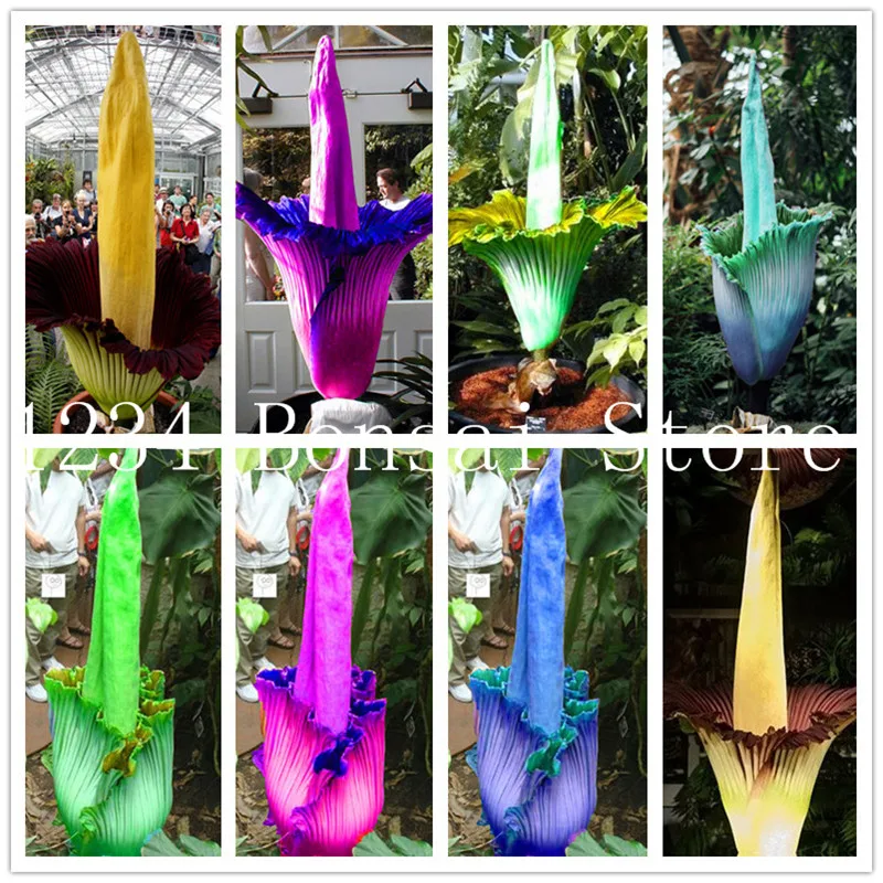 

100 pcs Corpse flower Plants,the Titan arum is also known as the"Corpse flower"or"Corpse plant",bonsai plant for home garden