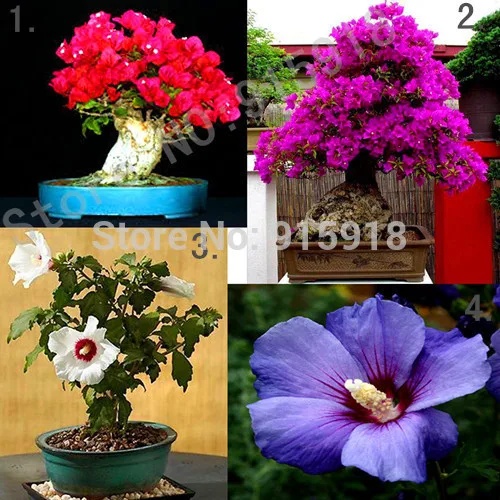 Bonsai biji bunga, 4 packs campuran berbunga Bonsai ...