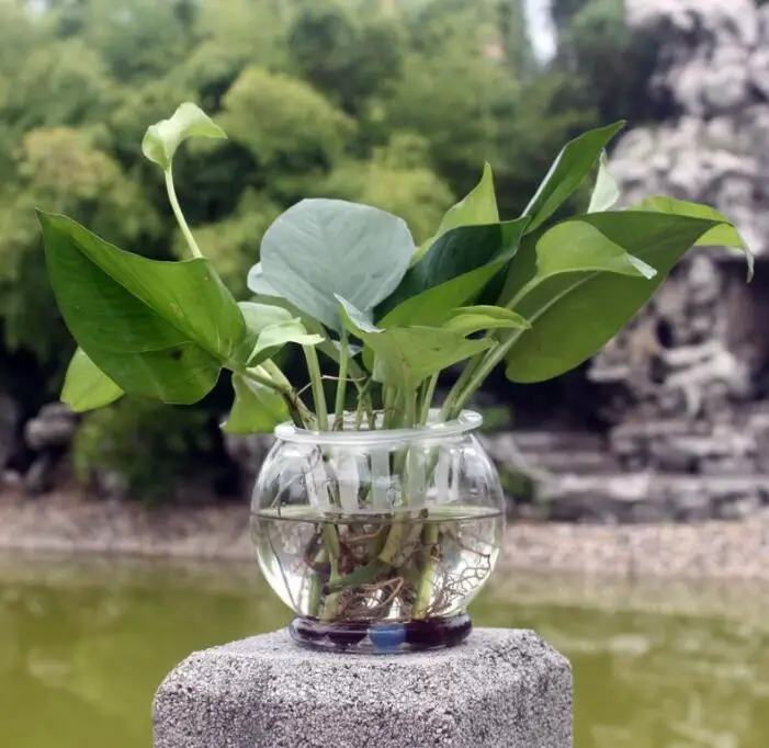 

4set,Transparent hydroponic plastic flower pot fish tank green water plant living room table home gardening home decoration