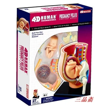 

Body Assembly Model Pregnancy model Fetal Teaching Medical Science Toys
