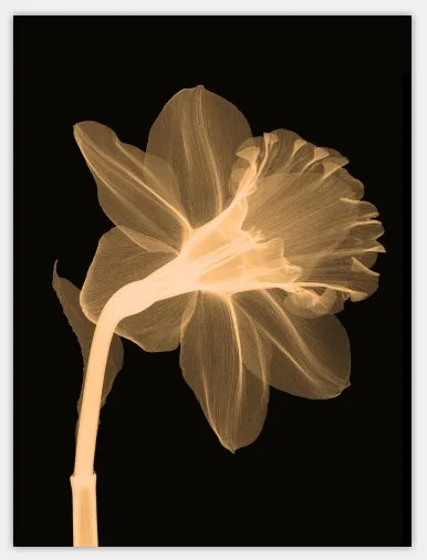 Abstract-Transparent-Flowers-Wall-Painting-Bedroom-Decor-Canvas-Painting-Prints-Wall-Art-Pictures-for-Living-Room.jpg_640x640 (3)