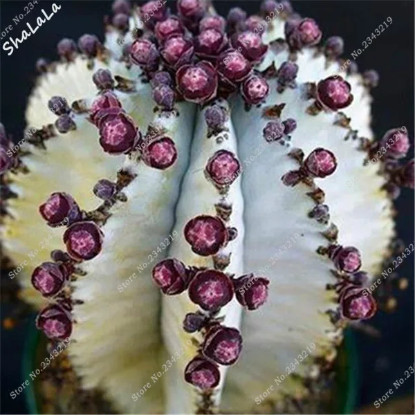 47ed8df1a8b538aed21ca9c1fd3ab73f