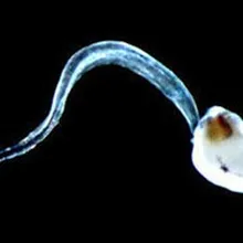 Микрослайды для обучения горки 15 штук