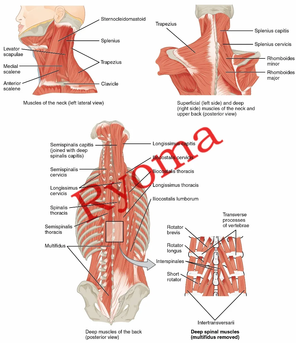 Vintage Medicine Human anatomy Posters Kraft Paper Painting Wall Sticker Print Art Hospital ...