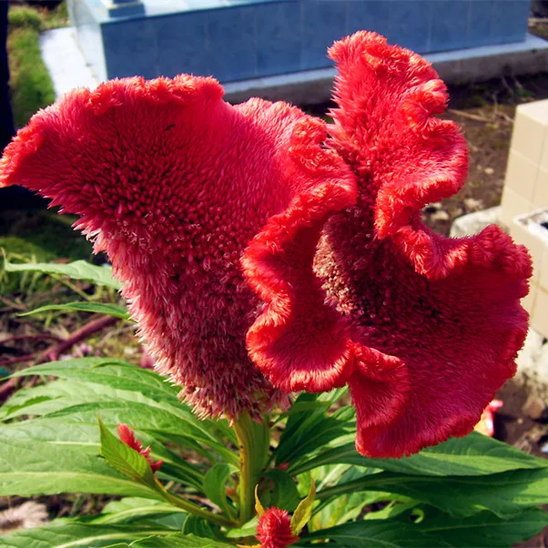 

100PCS Flaming Celosia Argentea Bonsai(Celosia Argentea )- Perennial Garden Flower Plant Garden Decoration Flower Free Shipping