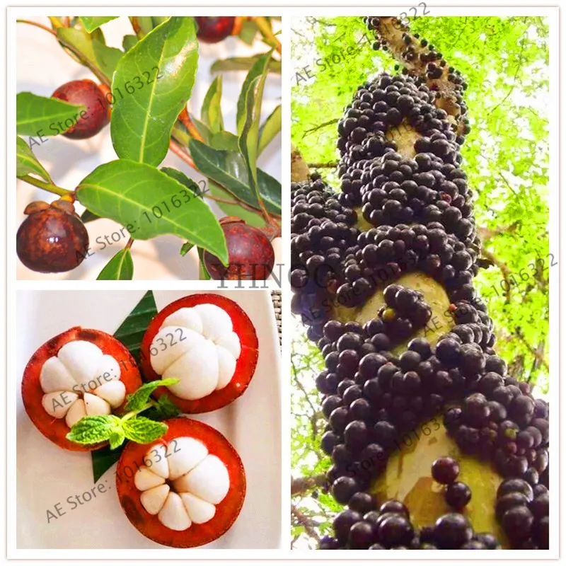 10Pcs Mangosteen Seeds Best Seeds Online Free Shipping Worldwide