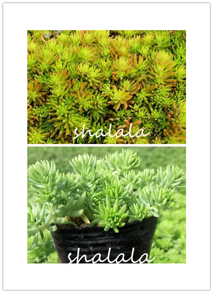 

100 Pcs / Bag Sedum Bonsai Succulents Plants Bonsai Flower Bonsai Interest Potted Plants For Countyard Decoration
