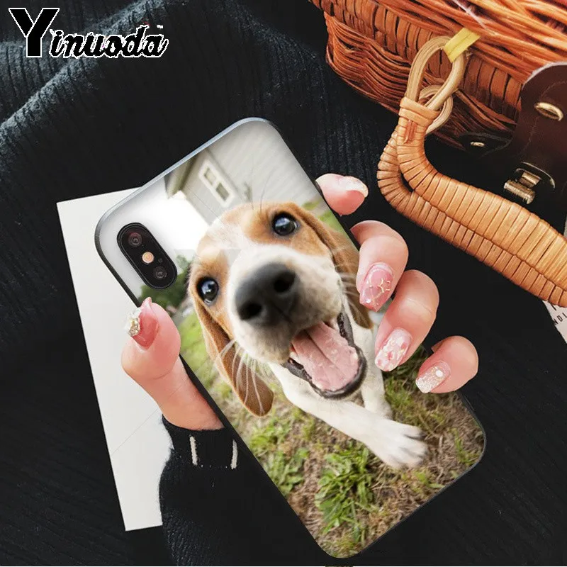 All kinds of posts of beagle