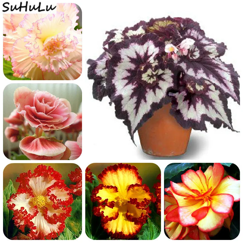 

100pcs/Bag Mixed Begonia Gorgeous Cut Flower Potted Bonsai Beautiful Christmas Gift,Rare Plant Family Garden Balcony Ornamental