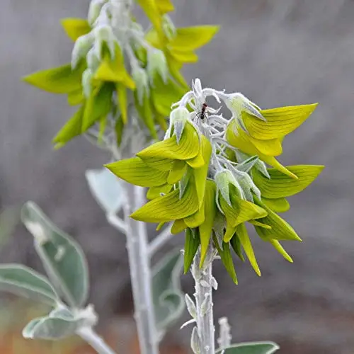

Rare 100 Pcs Crotalaria cunninghamii Bonsai Green Bird Flower Eazy To Grow Regal Birdflower Cheep Price Plants